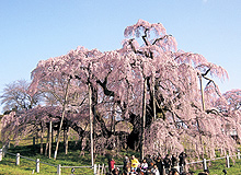 三春の滝桜