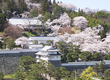 霞ヶ城公園の桜