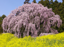 合戦場のしだれ桜