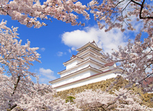 鶴ヶ城公園の桜