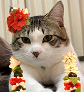 まつたけ