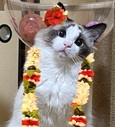 小麦
