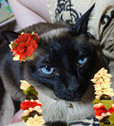りん