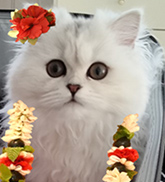 ちっち