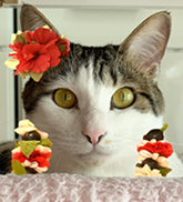 マハロ