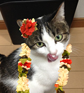 ラミー