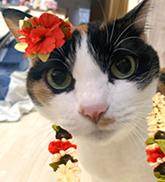 にゃーこ