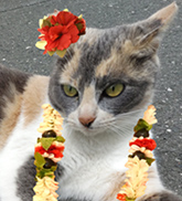 にゃにゃぴー