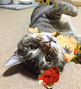 はる