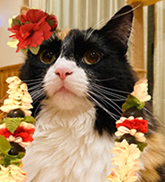 クク