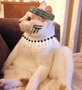 ぶーたろう