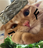 たまねぎ