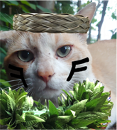 おれんじ