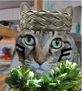 ごん助