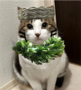 まつたけ