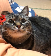 のっち