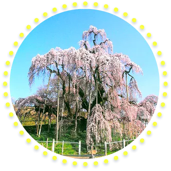 オプショナルツアー