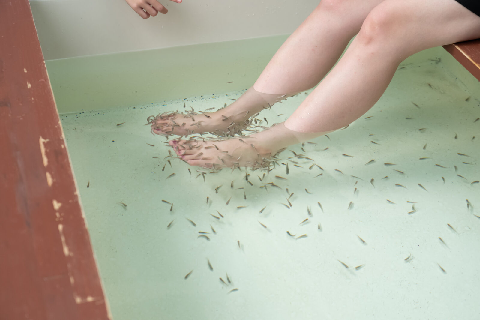 Doctor Fish Foot Bath Therapy