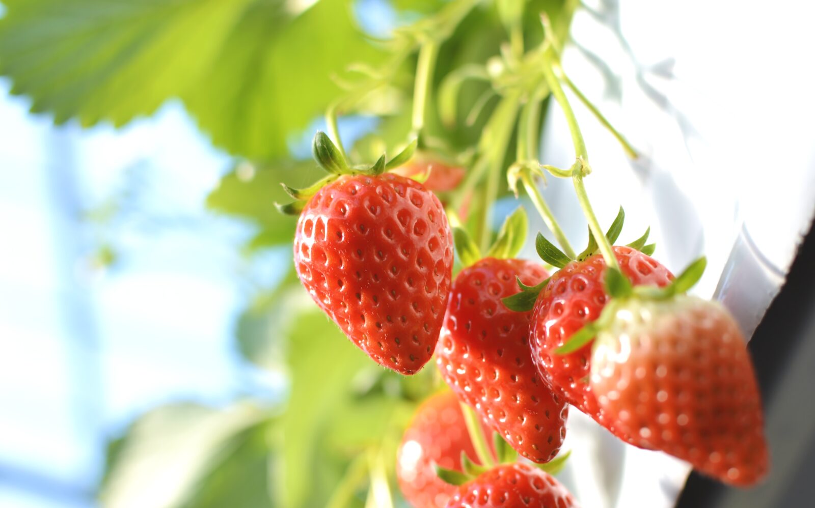 【3月】一期一会　「いちご狩り」といわき逸品を堪能する旅