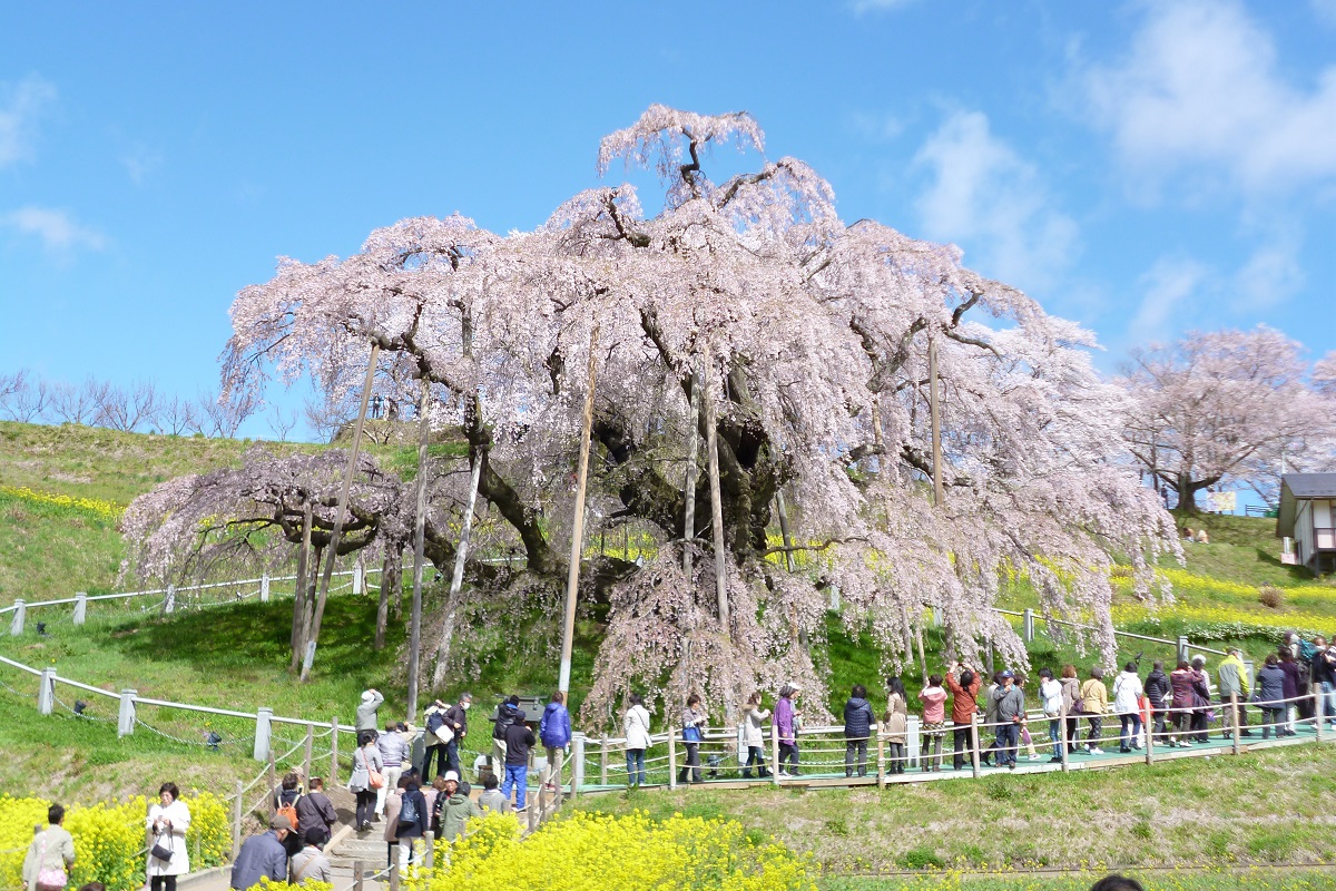 【4月】日本三大桜「三春の滝桜」を愛でる旅