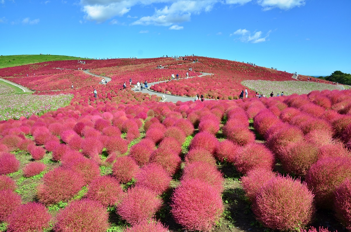 【十月】前往日立海濱公園欣賞壯觀的花卉展覽，那裡有 10 萬株掃帚草和 236 萬株波斯菊。