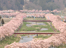 夏井千本桜