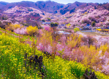 花見山公園
