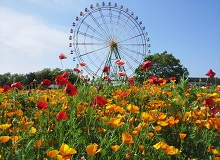 国営ひたち海浜公園