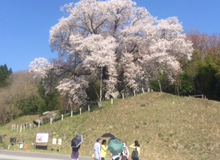 越代の桜