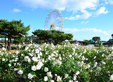 国営ひたち海浜公園