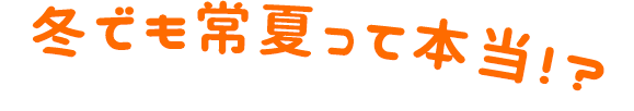 冬でも常夏って本当!?