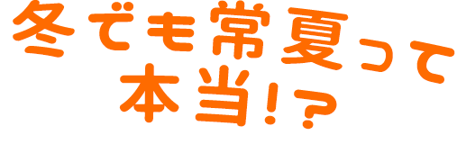 冬でも常夏って本当!?