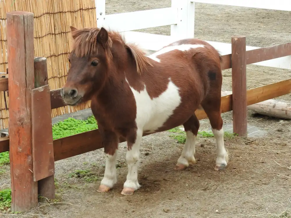Falabella