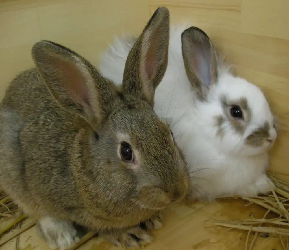 Usagi
