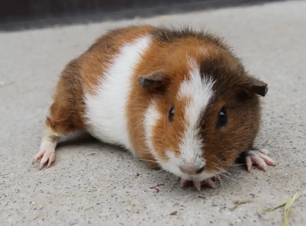 Guinea pig